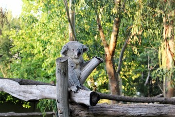 a koala in a zoo sits on a tree, sculpture in the park