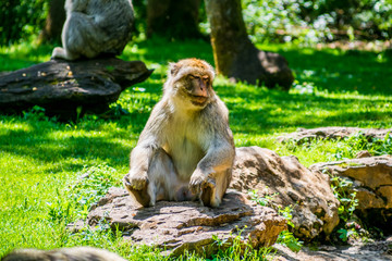 Macaque de barbarie ou Magot.