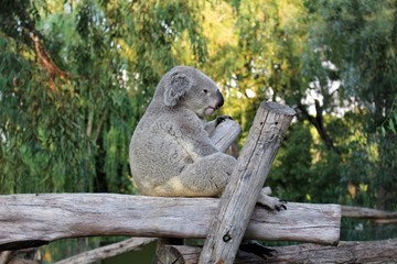 koala in a tree