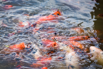 Beautiful koi fish swimming in the pond and waiting to be fed.
