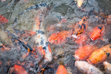 Beautiful koi fish swimming in the pond and waiting to be fed.