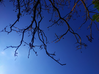 silhouette of a tree in the sky