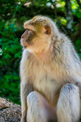 Macaque de barbarie ou Magot.