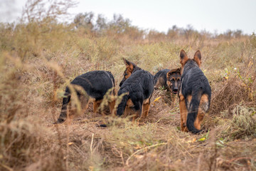 Puppies playing outdoors. German Shepherd dogs in autumn field. Domestic animal. Home pet and family guardian. Wild nature.