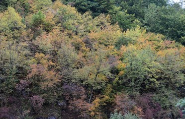 the autumn landscape of nature