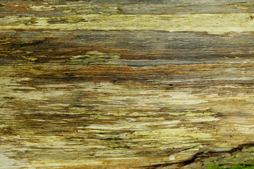 Fototapeta premium Light uneven wood surface