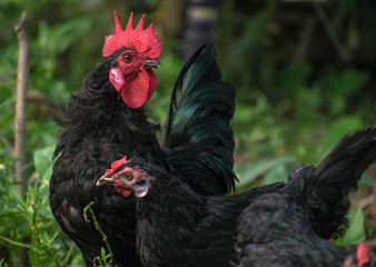 Loving pairs of Hen and Cock