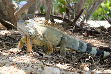 Iguana sulla spiaggia