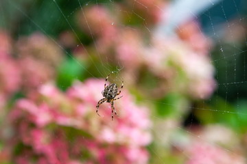 Spinne
