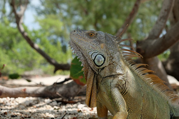 Iguana sulla spiaggia