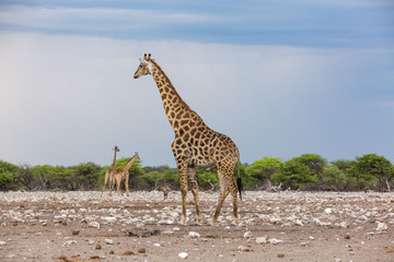 One giraffe in the foreground and two in the background, Etosha, Namibia, Africa