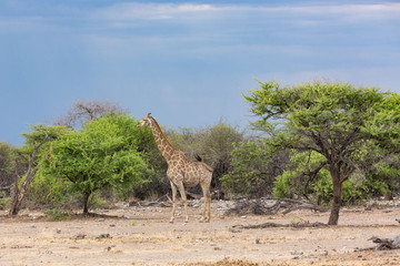 A giraffe enjoying delicious leaves, Etosha, Namibia, Africa