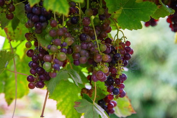 Weintrauben