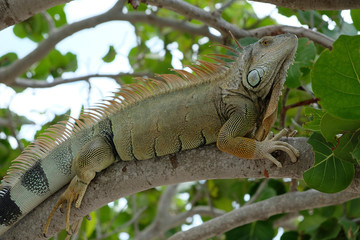 Iguana sulla spiaggia