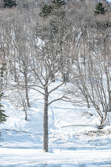 Panoramic view of driving directions With trees and mountains covered in snow
