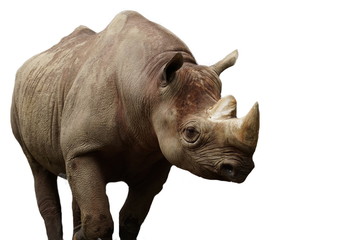 A big rhinoceros