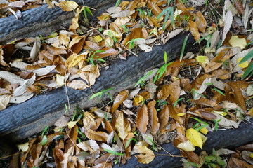 落ち葉と新芽のある階段