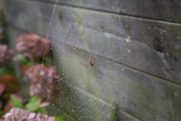 Spinne