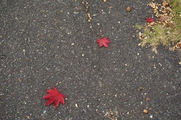 赤い紅葉の葉のある秋の道