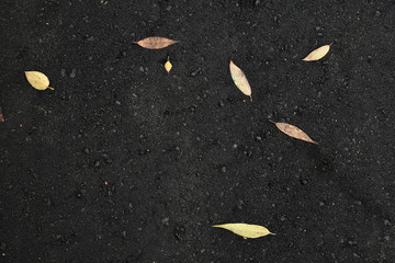 Fototapeta premium Yellow autumn leaves on black asphalt