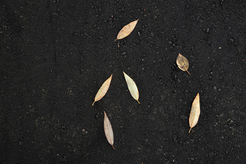 Yellow autumn leaves on black asphalt