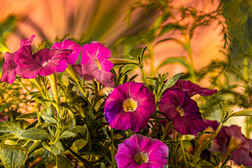 colorful petunias close-up