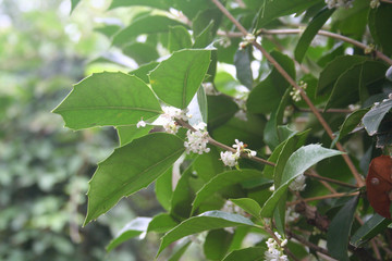 Ligustrum bush in bloom. Ligustrum branch with white flowers