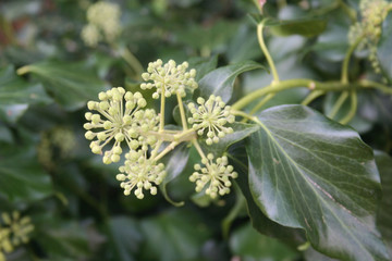 Climber Ivy plant in bloom with withe blossom