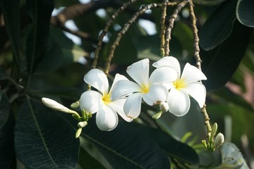 white plumeria flower in nature garden