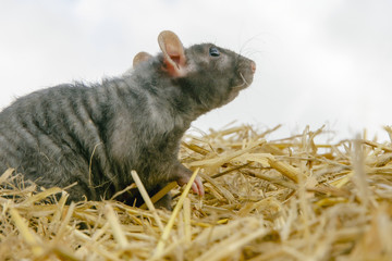 funny cute black rat sitting in a haystack