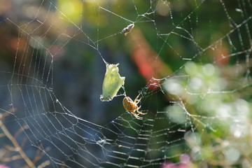 White cabbage butterfly caught in spider web