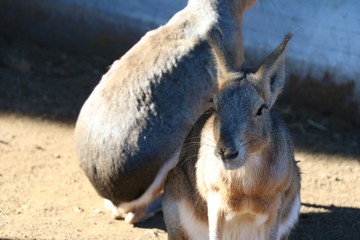 Naklejka premium 動物園のマーラ