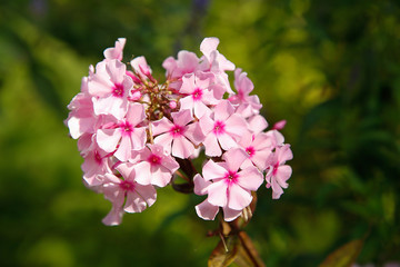 In the garden bloomed pink Phlox .Texture or background