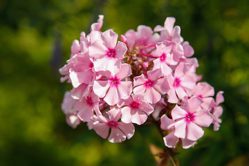 Summer bloomed small flowers pink Phlox.Texture or background