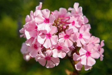 Summer bloomed small flowers pink Phlox.Texture or background