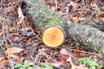 Fototapeta premium Freshly cut tree branch with age circles