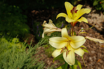 In summer a beautiful yellow Lily bloomed in the garden .Texture or background