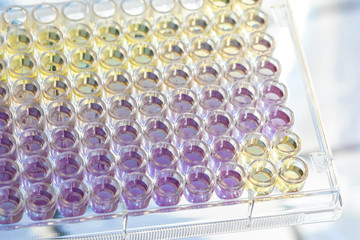 PCR multiwell plate with yellow and violet colored substance samples top view