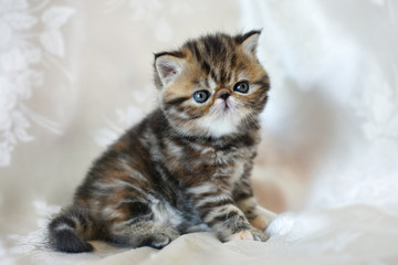 Beautiful funny striped kitten breed exotic Shorthair sitting. The design concept of the children's Fund.