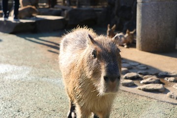 カピバラ