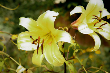 The Bud of a yellow Lily bloomed in the garden close-up .Texture or background