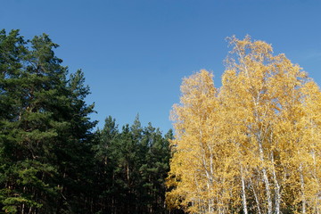 Fototapeta na wymiar tree in autumn