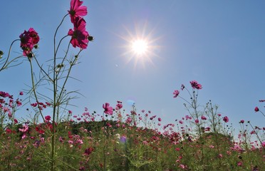 こすもす　秋　空　太陽　風景　杤木