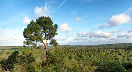 Fontainebleau forest panorama in the french Gatinais regional nature parkotto 