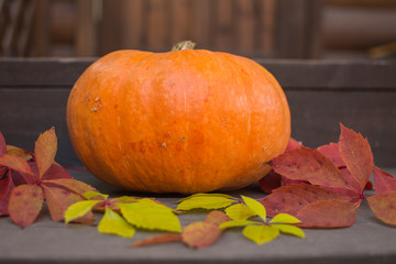 Naklejka na ściany i meble Pumpkin. Harvesting pumpkins in the autumn garden.