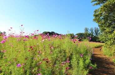 こすもす　道　風景　秋　空　杤木