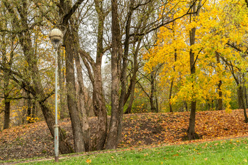 Naklejka premium Autumn Trees and Old Lamp Post in a Park