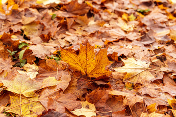Naklejka na ściany i meble Fall leaves laying on the forest floor