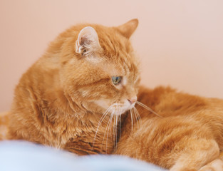 Sleepy ginger cat. Selective focus.