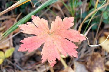 red autumn leaves